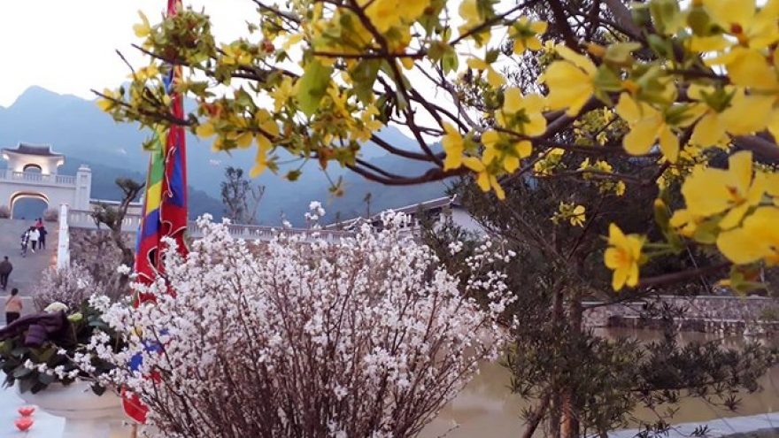 Cherry blossoms and yellow ochna flowers in Yen Tu