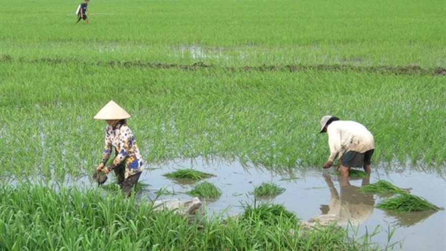 Unseasonal rains hurt Mekong Delta crops