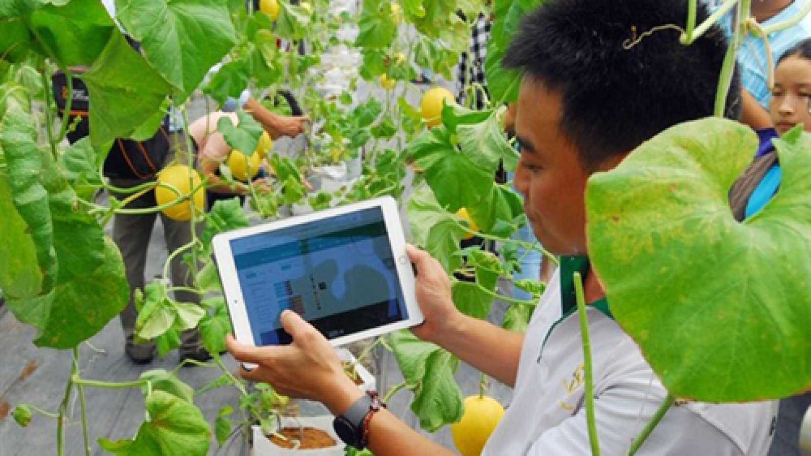 Experts welcome shift in credit policy for hi-tech agriculture