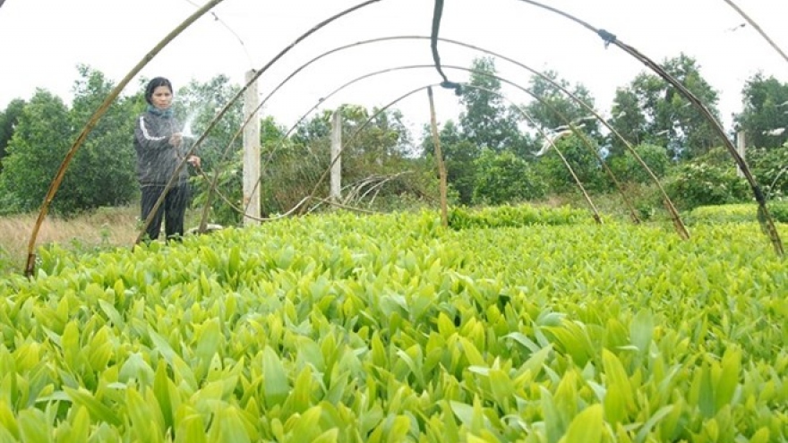 Farmers reap benefits of planting local trees