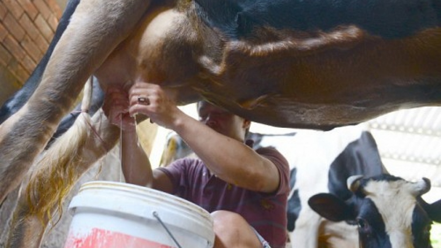 Vietnam cow farmers in dire straits over high domestic milk prices