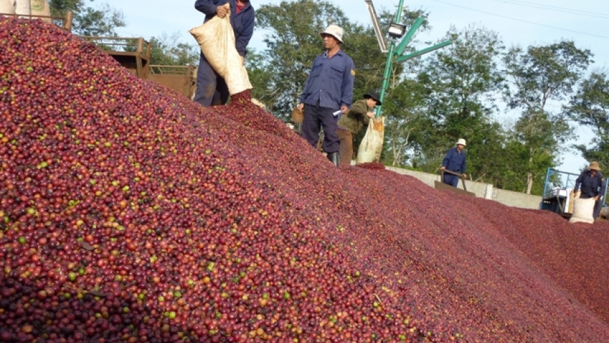 Finding ways to boost coffee exports