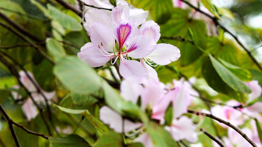 Blooming beauty of Ban flower in Hanoi