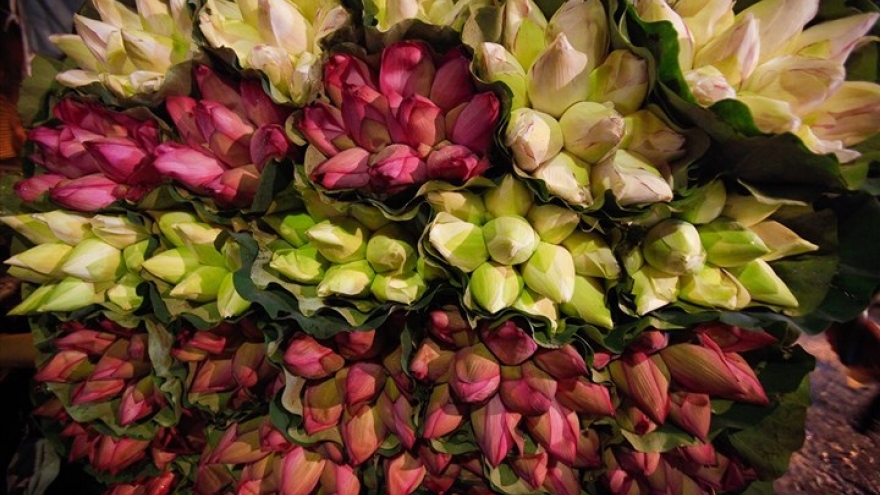 
        Lotus flowers flood Quang Ba night market
                          
                      