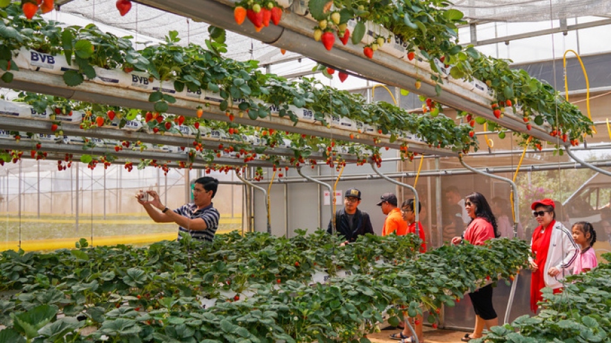 Exploring a hi-tech strawberry garden in Da Lat 