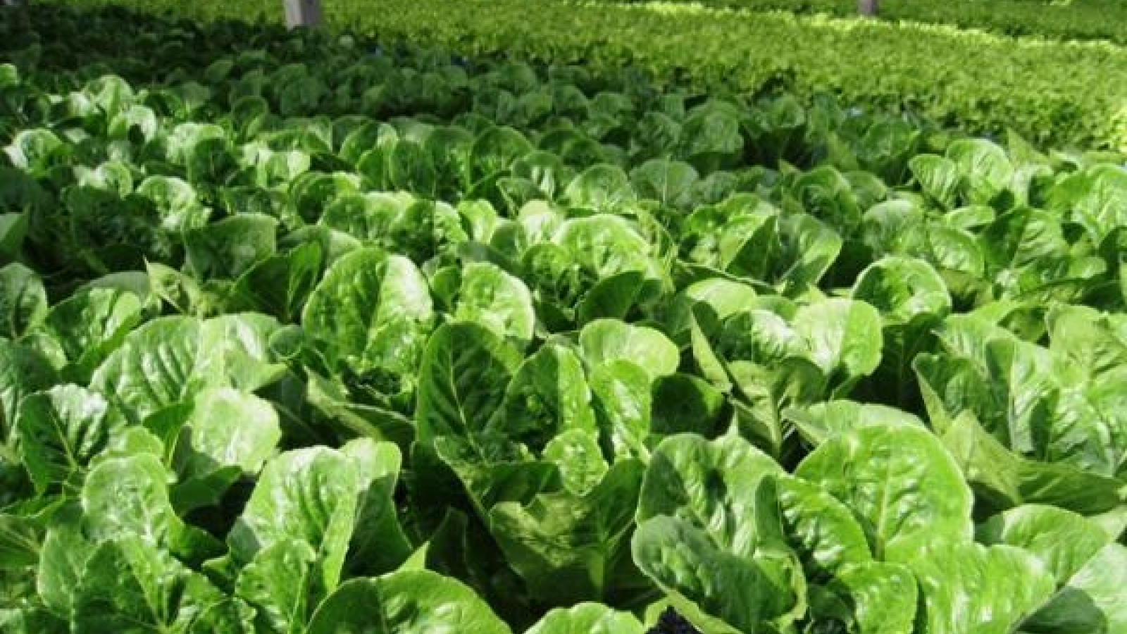 New strategy to develop national organic agriculture