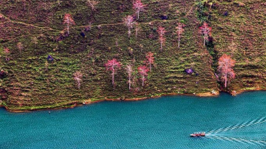Stunning red silk cotton trees in Ha Giang prove hit among visitors 