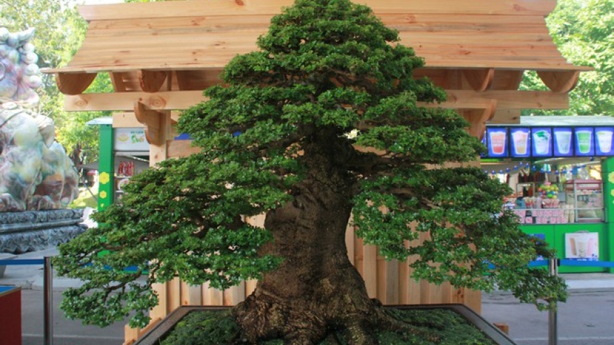 Thousands of bonsai go on show at Asia-Pacific Exhibition 