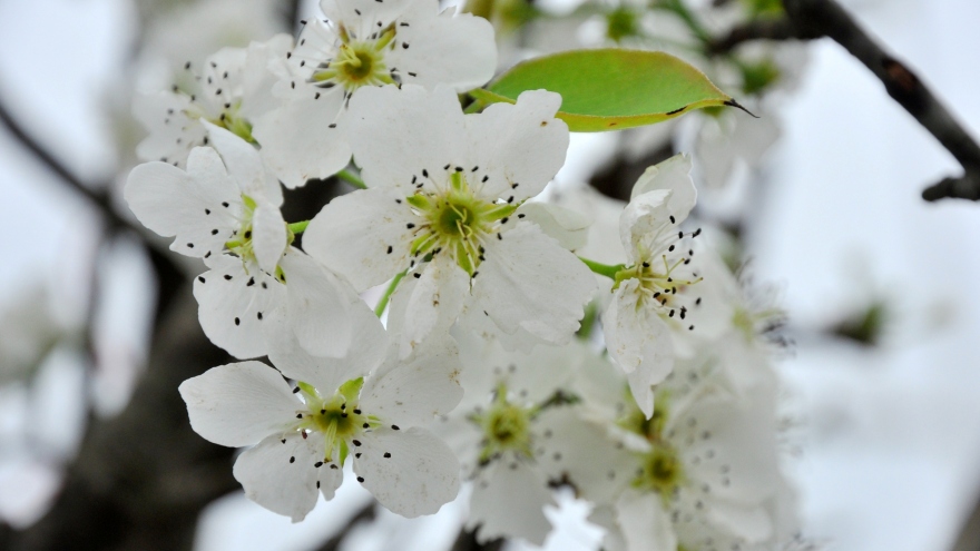 Wild pear trees in Hanoi market attract customers
