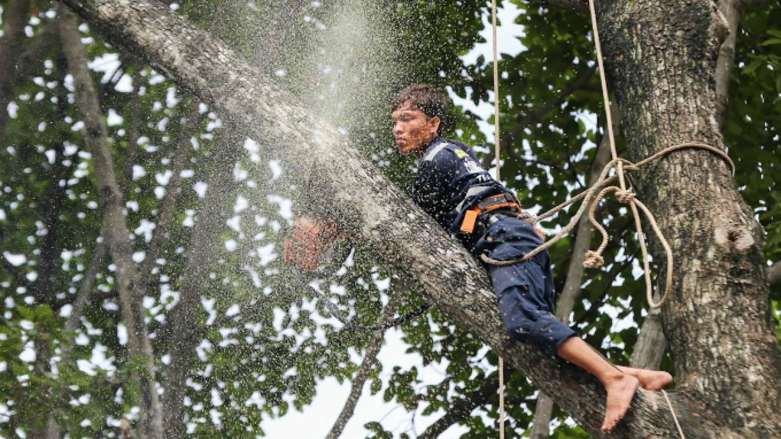 Saigon axes old trees to make way for first metro line