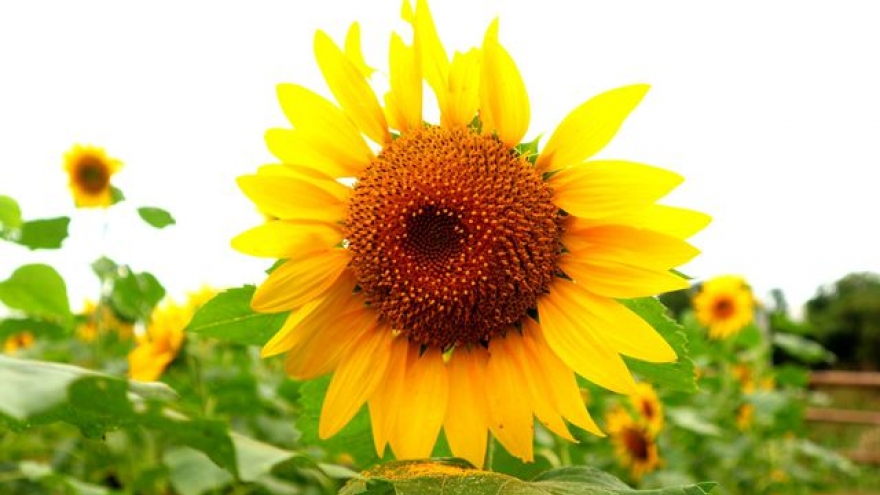 Young people flock to Hoi An to enjoy wild sunflowers