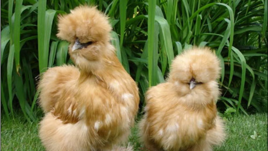 Image: Silkie chickens attract wealthy customers in Vietnam