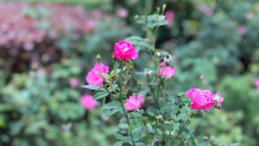 Exploring Dong Hoi, the romantic city of roses