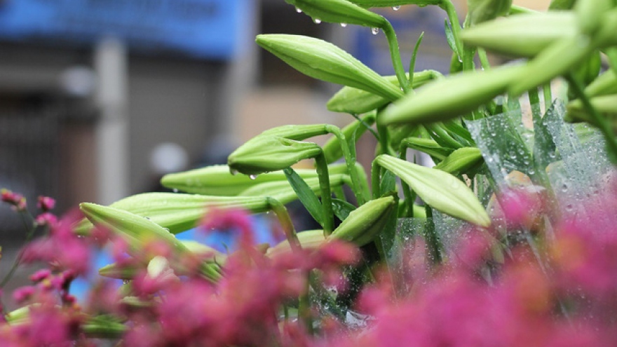 Beautiful Easter lilies in Hanoi
