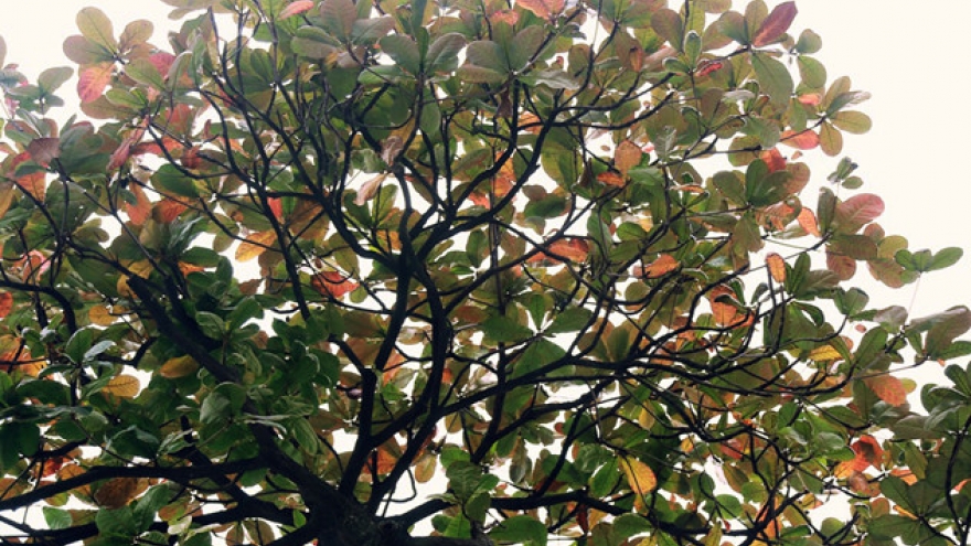 The best winter holiday foliage in Hanoi