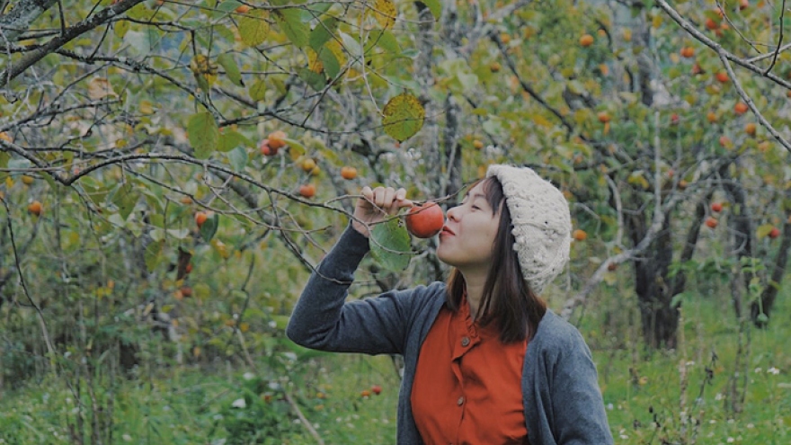 Exploring fruit-laden persimmon orchards in Da Lat