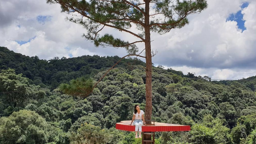 Tourists eagerly flock to check in at unique pine tree in Da Lat 