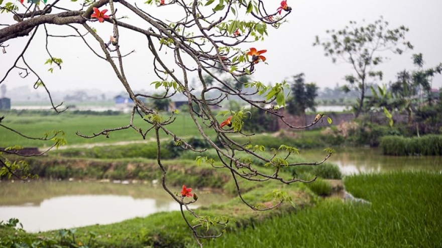 March ablaze with flush of bombax ceiba blossom