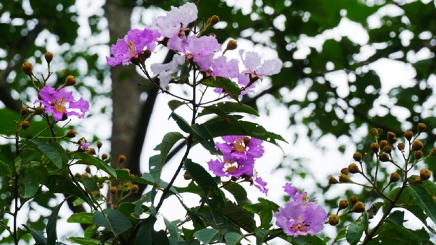 Flowering crape myrtle trees beautify border area 