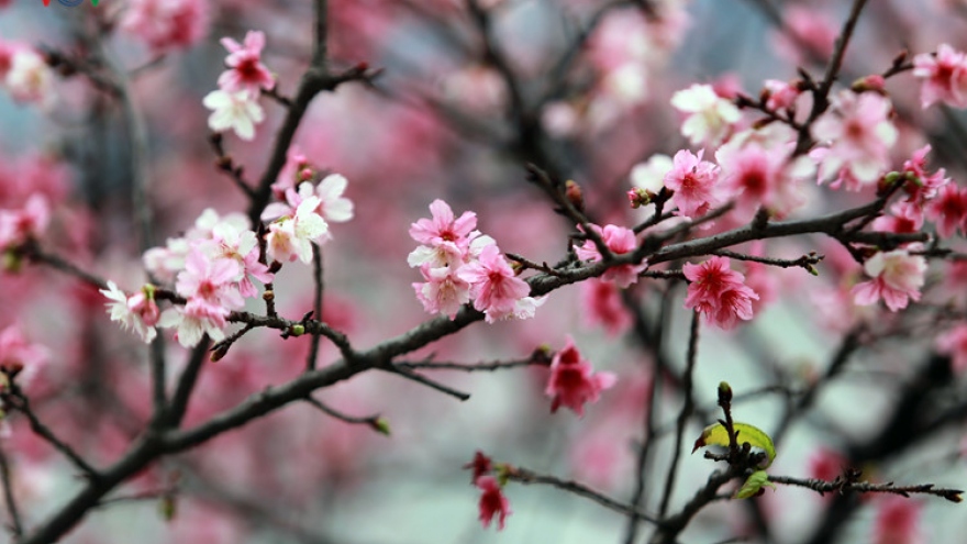 Japan cherry trees blooming in Hanoi