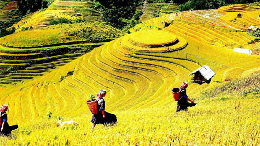 Mu Cang Chai terrace fields among world’s most colorful places