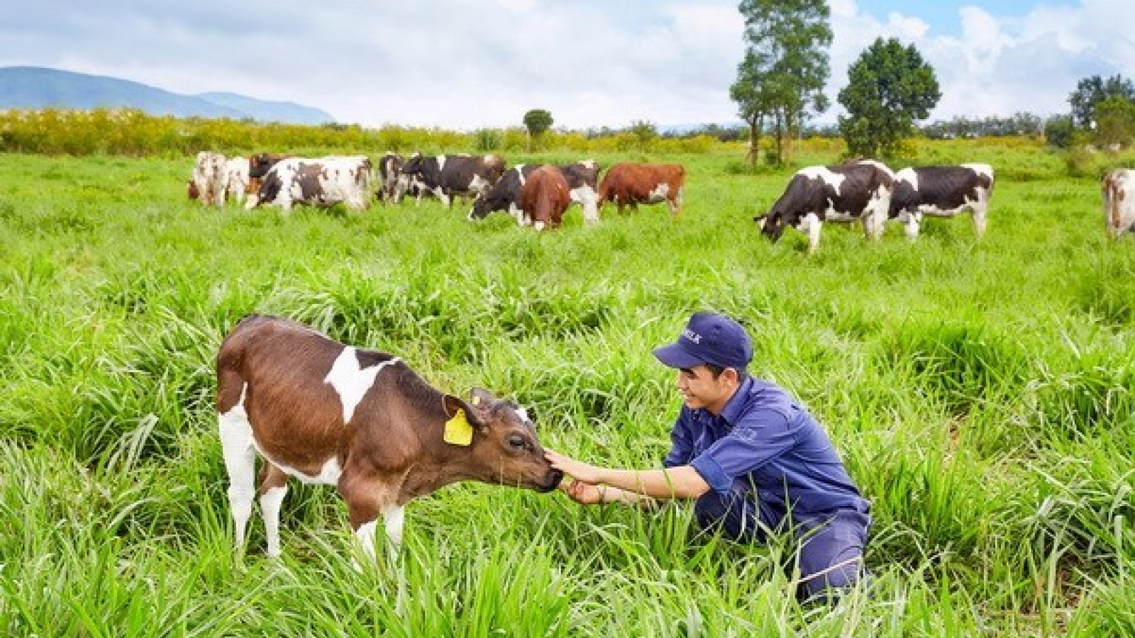 Vietnam, Australia strengthen cow-breeding cooperation