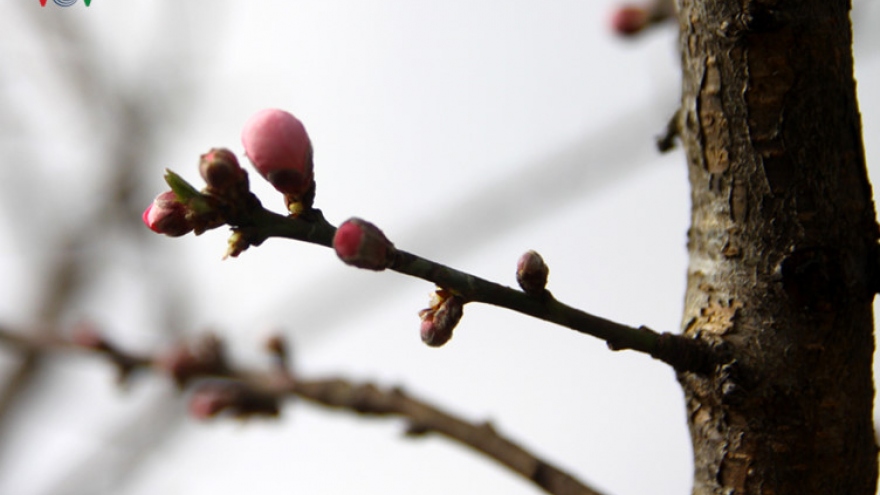 
        Lai Chau wild peach comes to town after cold spell
                              