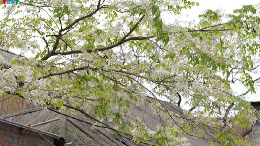 Fragrant Hoa Sua blossom permeats Hanoi streets