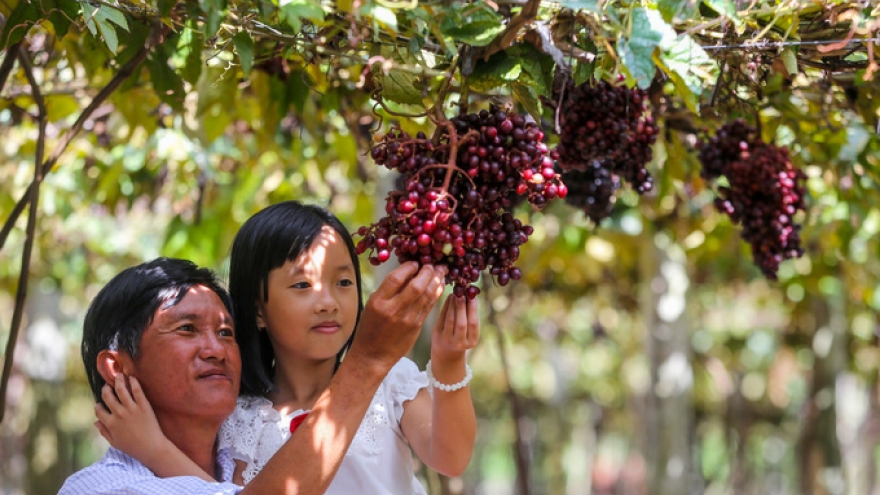 Free vineyard tours in Tay Ninh