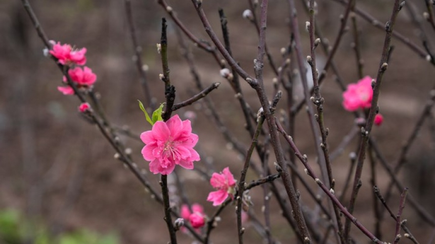 Kumquat trees and peach blossoms beautify Hanoi’s winter