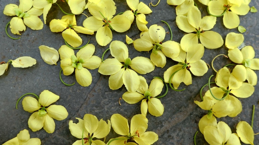 Golden shower trees thrive in Hanoi this time of year