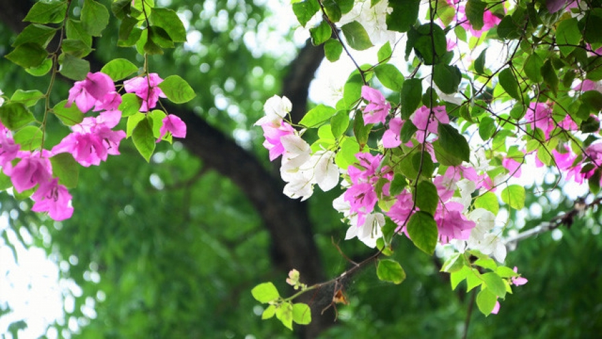 The blossoming trees of mid-July in Hanoi