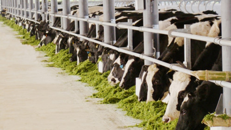 
        Vinamilk imports 6,000 cows to boost production
                          
                      
