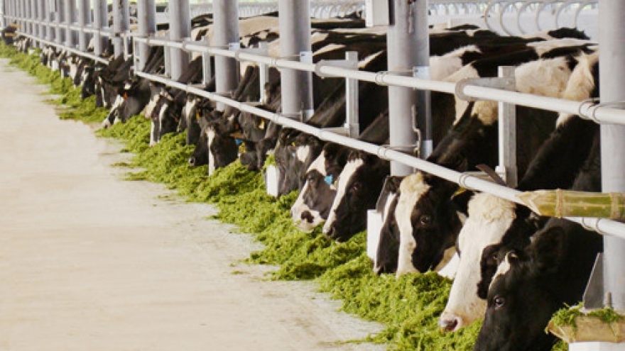 Vinamilk imports 6,000 cows to boost production