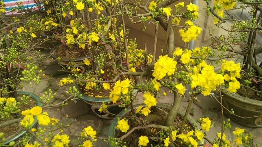 Hanoians enjoy the beauty of yellow apricot blossoms