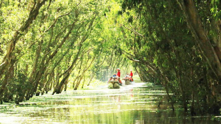 Beautiful Tra Su cajuput forest in flooding season