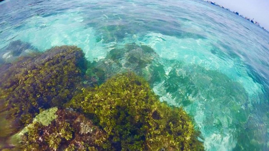 
        Green paradise for backpackers in Ly Son island
                              