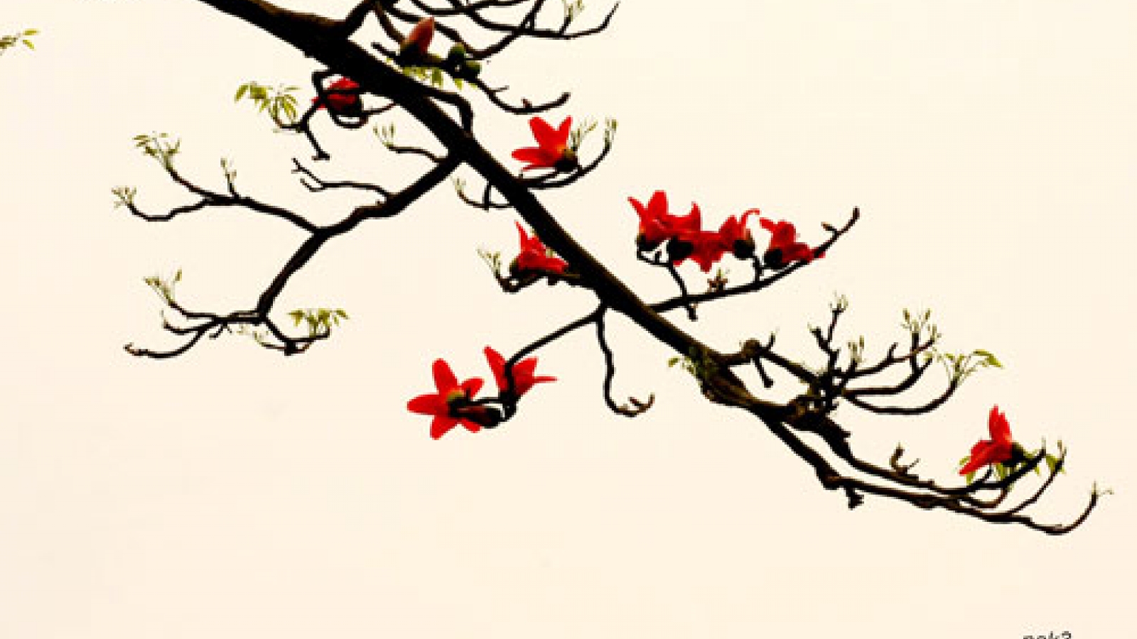 Beauty of northern Vietnam’s red cotton trees