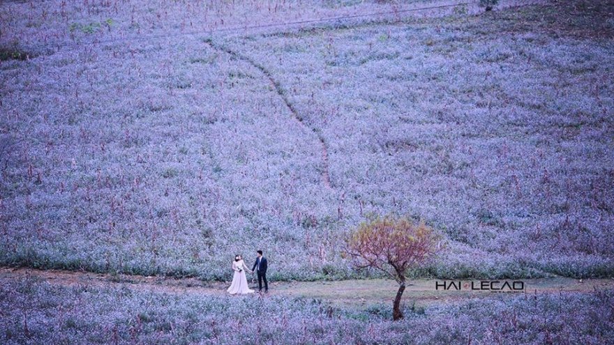 Amazing places for wedding photos in northern Vietnam