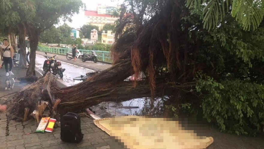 Devastation in Hanoi as Typhoon Podul uproots trees