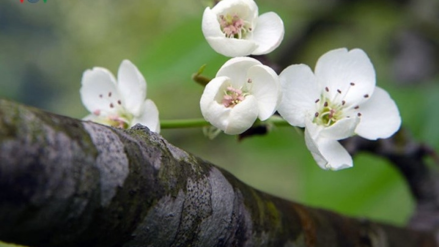 Hanoians enthralled by the pure white blooms of pears