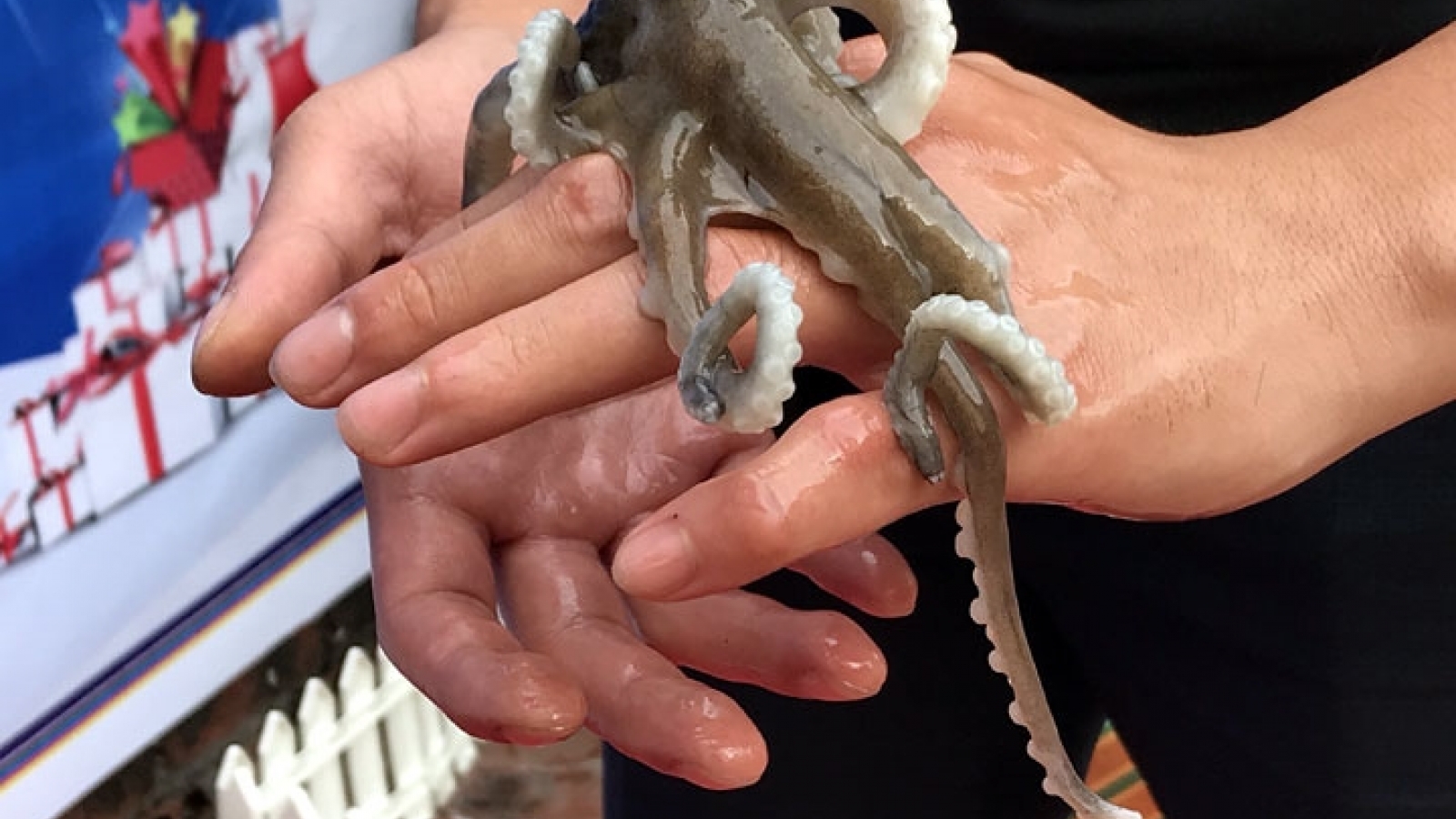 See the octopus dollfusi – a Quang Ninh delicacy popular during Tet