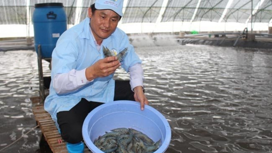 Shrimp exports to major markets drop