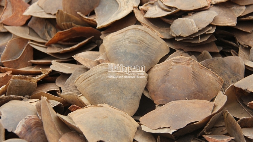 Over eight tonnes of pangolin scales seized in Haiphong