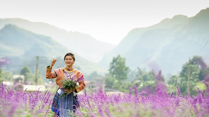 Lavender harvest season in Lao Cai