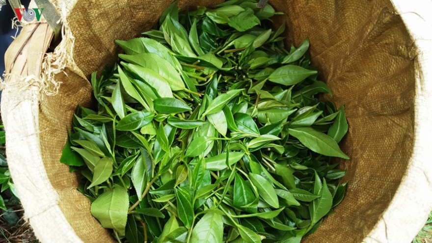 It’s tea harvest season in Yen Bai Province