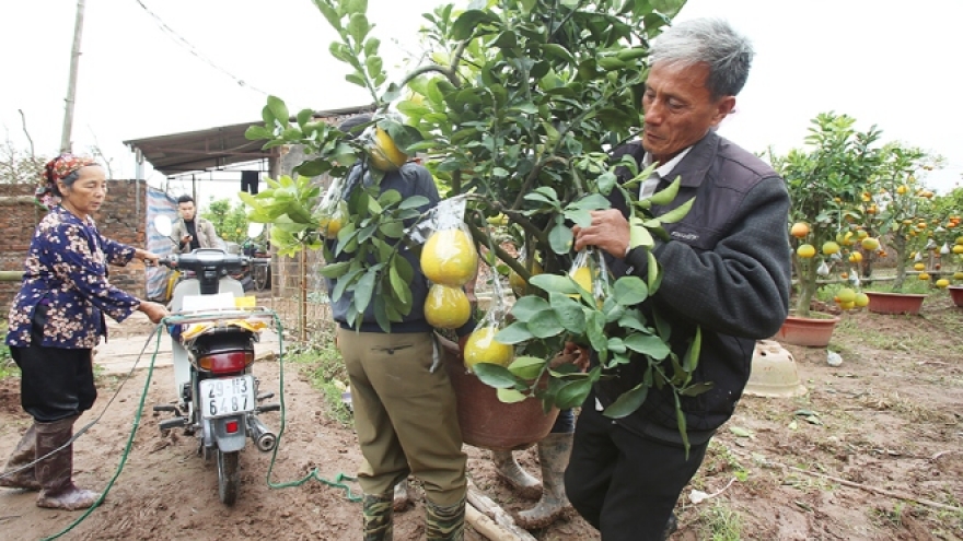 Hanoi farmer creates 'Franken-fruit trees' for Tet