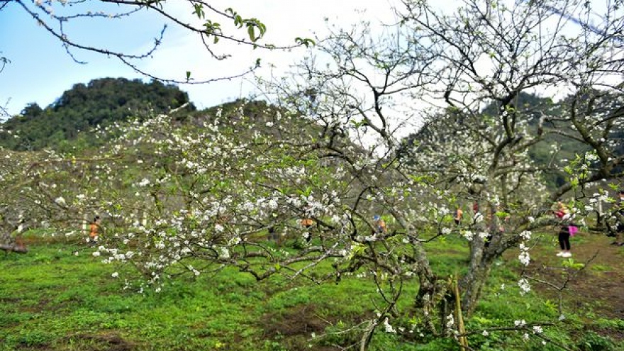 White plum trees of Na Ka valley in Moc Chau excite visitors