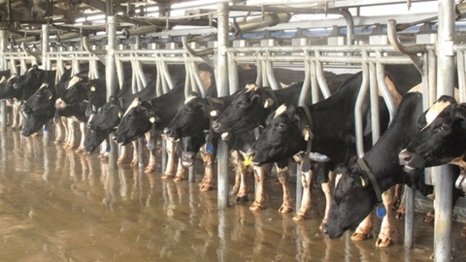 Vietnam dairy producers target Chinese market