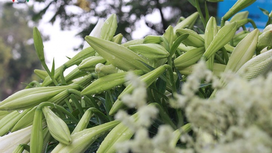 Snow white Easter lilies blanket Hanoi streets